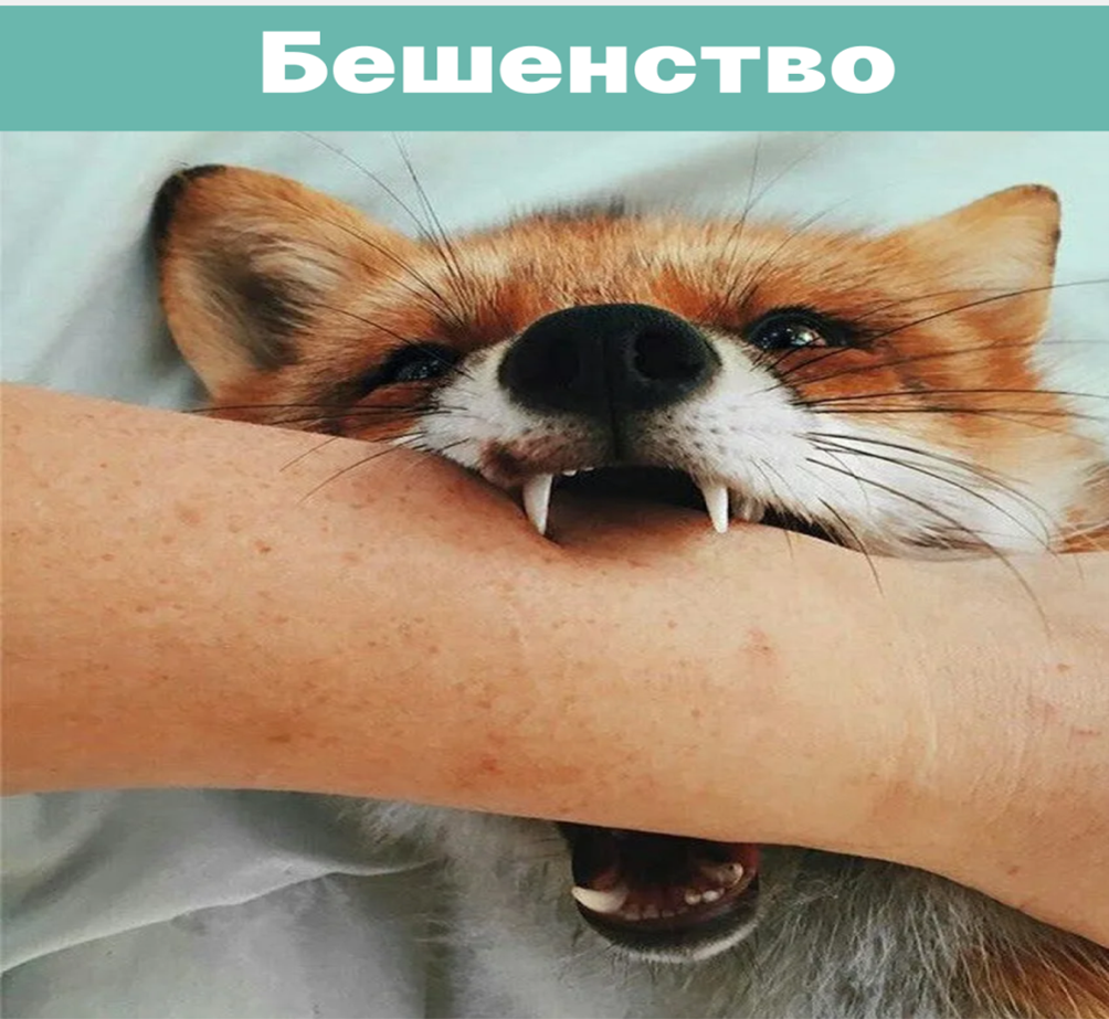 ПРОФИЛАКТИКА БЕШЕНСТВА